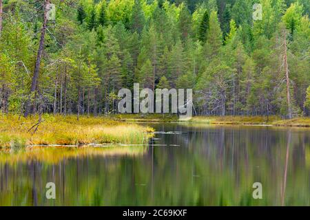 Pini nella foresta di taiga intorno ad un lago tranquillo nella Finlandia settentrionale, Finlandia Foto Stock