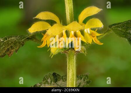 Arcangelo giallo (Lamium argentatum. Galeobdolon luteum fo. Argentatum), fiori, Germania, Baviera Foto Stock