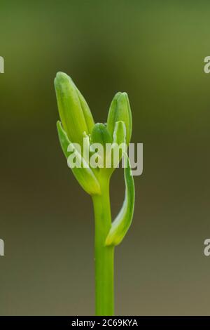 Giglio giorno comune, giglio giorno bruno, giglio giallo, giglio arancio (Hemerocallis fulva), boccioli, Paesi Bassi Foto Stock