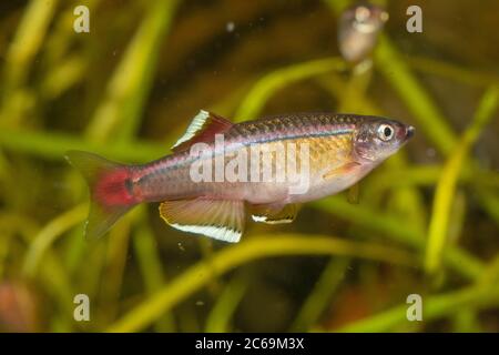 Nuvola bianca, montagna nube bianca minnow (albonubes Tanichthys), maschio Foto Stock