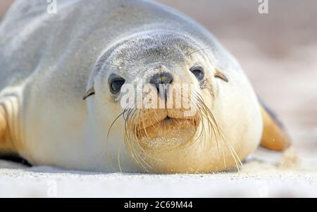 Leone marino australiano (Neophoca cinerea), donna sdraiata sulla spiaggia, vista frontale, Australia Foto Stock