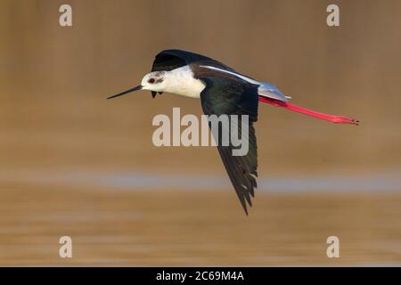 Palafitte alate nere (Himantopus himantopus), che sorvola un lago, vista laterale, Italia, Oasi della Querciola Foto Stock