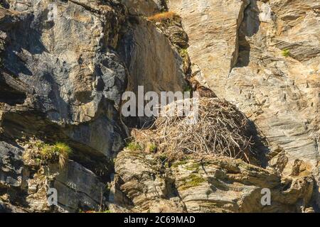 Lammergeier, avvoltoio con aratura (Gypaetus barbatus), nido con accoccolatura su una parete rocciosa, Austria, Carinzia, Parco Nazionale Hohe Tauern Foto Stock