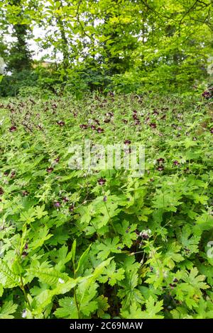 Becco di gru (Geranium phaeum), fiorente in un giardino, Paesi Bassi Foto Stock