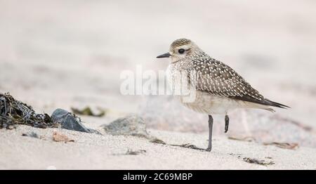 Plover d'oro americano (Pluvialis dominica), primo inverno in piedi su una spiaggia a Manicouagan, Canada, Quebec Foto Stock