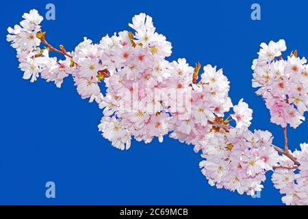 Sargent Cherry, ciliegia di Sargent (accolata Prunus sargentii), ramoscello fiorente di cultivar accolade, Germania Foto Stock