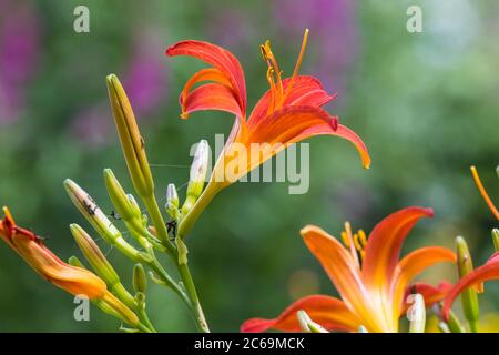 Giglio giorno comune, giglio giorno bruno, giglio giallo, giglio arancio (Hemerocallis fulva), fioritura, Paesi Bassi Foto Stock