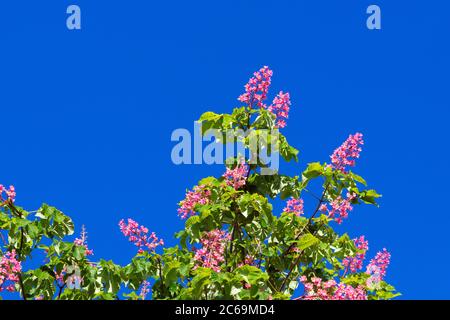 Castagno di cavallo rosso, castagno di cavallo rosa (Aesculus x carnea Briotii, Aesculus carnea Briotii), cultivar fiorente Briotii, Germania Foto Stock