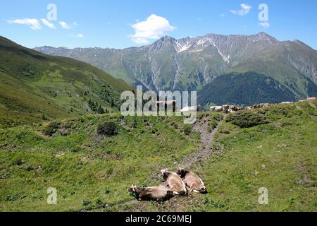 Mucche a Bischolpass, Beverin, Canton Graubünden, Svizzera. Foto Stock