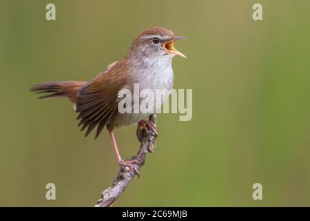 Cetti, cantando su una filiale, Italia, Oasi della Querciola Foto Stock