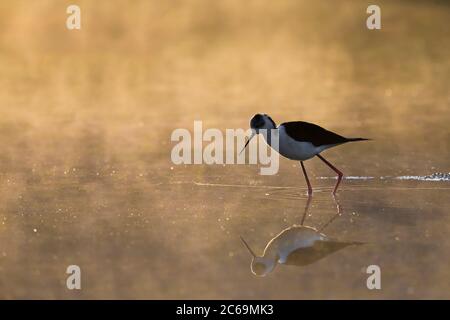 Palafitte alate nere (Himantopus himantopus), che guado attraverso acque poco profonde quando la nebbia precoce si dissolve, vista laterale, Italia, Oasi della Querciola Foto Stock