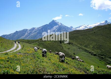 Mucche a Bischolpass, Beverin, Canton Graubünden, Svizzera. Foto Stock