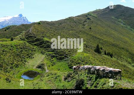 Mucche in fila e file a Bischolpass, Beverin Parco Naturale, Canton Graubünden, Svizzera. Foto Stock