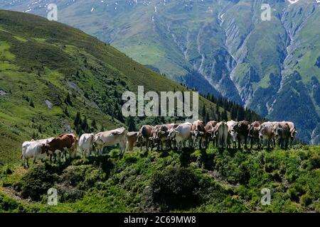 Mucche in fila e file a Bischolpass, Beverin Parco Naturale, Canton Graubünden, Svizzera. Foto Stock