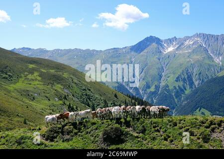 Mucche in fila e file a Bischolpass, Beverin Parco Naturale, Canton Graubünden, Svizzera. Foto Stock