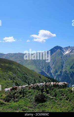 Mucche in fila e file a Bischolpass, Beverin Parco Naturale, Canton Graubünden, Svizzera. Foto Stock