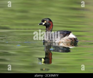 Australasian Grebe (Tachybaptus novaehollandiae) nel Queensland in Australia. Nuotare in un lago. Foto Stock