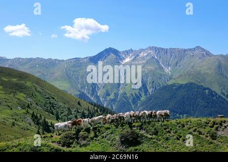 Mucche in fila e file a Bischolpass, Beverin Parco Naturale, Canton Graubünden, Svizzera. Foto Stock