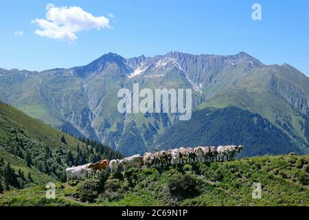 Mucche in fila e file a Bischolpass, Beverin Parco Naturale, Canton Graubünden, Svizzera. Foto Stock