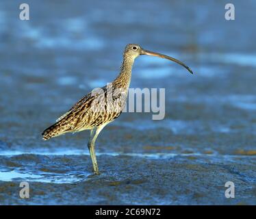 Wintering Estremo Oriente Curlew (Numenius madagascariensis) a Burnet Heads a Bundaberg, Australia. In piedi su una pianura di fango costiero. Foto Stock