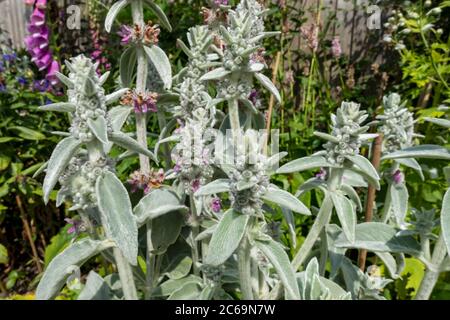 Primo piano di fiori di "tappeto d'argento" (Stachys byzantina) in aiuole di confine del giardino in estate Inghilterra Regno Unito Regno Unito Gran Bretagna Foto Stock