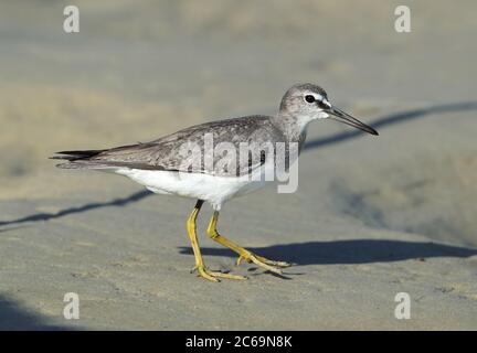 Wintering Tattler dalla coda grigia (Tringa brevipes) a Noah Beach, Cap Tribulation a Queensland, Australia. Passeggiate sulla spiaggia. Foto Stock