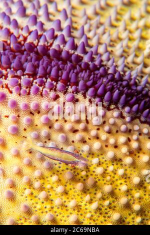 A meno di un pollice di lunghezza questo gamberetto commensale, Periclemenes soror, è difficile da individuare sulla superficie convoluta del piatto di pesce ammoreo, Cuscita n Foto Stock