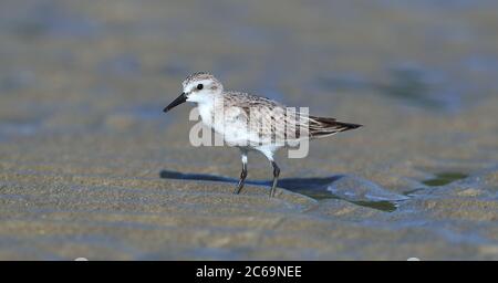 Wintering Stint (Calidris ruficollis) a Cap Tribulation - Queensland - Australia. Foto Stock