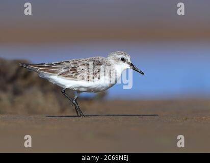 Wintering Stint rosso-collo (Calidris ruficollis) sulla costa a Machans vicino Cairns in Australia. Foto Stock