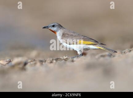 Honeyeater (Conopophila rufobularis) a Cumberland, in Queensland, Australia. Foto Stock