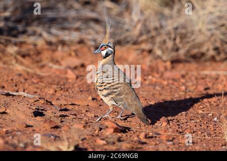 Piccione spinifex (Geopygnyroplumifera) al Lago Moondarra al Monte Isa nel Queensland, Australia. In piedi ancora sul terreno che mostra cresta spinosa. Foto Stock