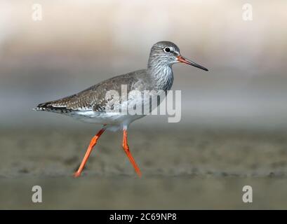 Regione del Redshank comune dell'Asia centrale (Tringa totanus ussuriensis) a sur in Oman. Camminare durante la bassa marea su fango pianeggiante. Foto Stock