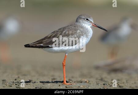 Regione del Redshank comune dell'Asia centrale (Tringa totanus ussuriensis) a sur in Oman. Foto Stock