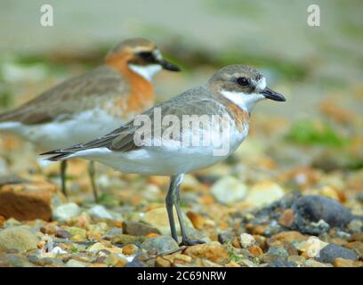 Plover Mongoliano (Charadrius mongolus) all'isola di Heuksan do in Corea del Sud. Foto Stock