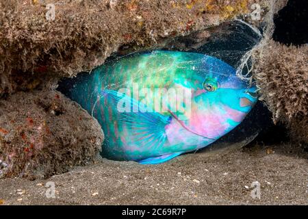 La fase terminale o finale di un parroto palenoso, Scarus psittacus, Hawaii. Questo individuo è stato fotografato durante la notte dormendo in un cocoon muco w Foto Stock