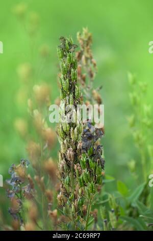 Piantando organico in campo. Piante sono cresciute da semi. Delphinium rapeseeds essiccati. Concetto di agricoltura Delphinium. Foto Stock