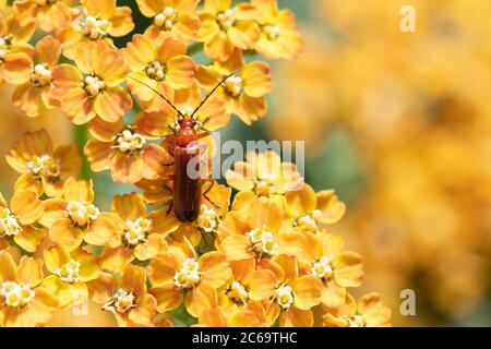 Comune Red Soldier Beetle - Rhagonycha fulva - su Achillea fiori di terracotta - in giardino britannico (Scozia) Foto Stock