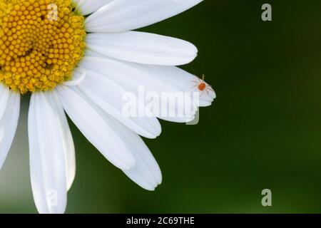 Ragno rosso acaro Tetranychus orticae su petalo bianco di bue-eye daisy, Scozia, Regno Unito Foto Stock