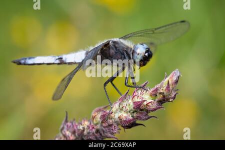 Macro di un Dragonfly Chaser scarce maschile, Libellula Fulva, che riposa su un Twig contro UNO sfondo diffuso di fiori gialli. Preso a Longham Lakes UK Foto Stock