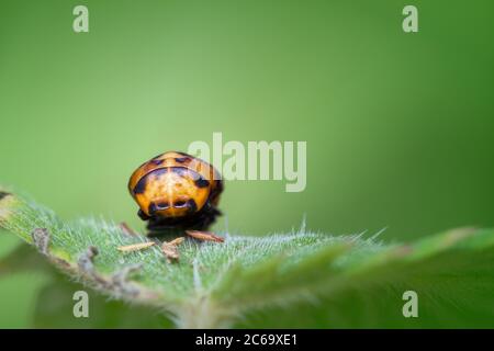 Sette Pupae di Ladybird del punto, Septempunctata di Coccinella, seduta su una foglia di ortica contro UNO sfondo verde diffuso. Preso a Moors Valley UK Foto Stock