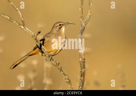 Adult California Thrasher (Toxostoma redivum) appollaiato in un basso cespuglio nella contea di Santa Barbara, California, Stati Uniti. Foto Stock