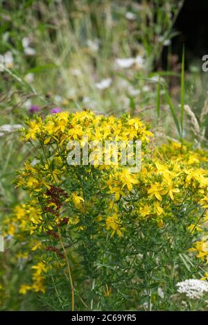 Hypericum perforatum. Perforare l'erba di San Giovanni in un prato di fiori selvatici. Foto Stock