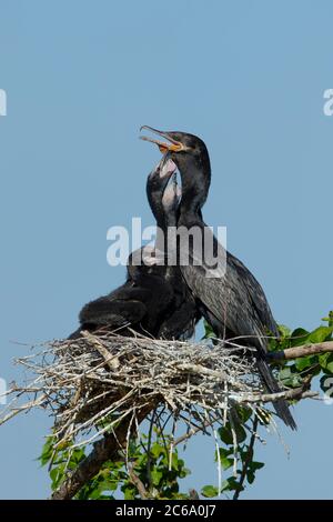 Adulto cormorano neotropico (Phalacrocorax brasilianus) su di esso nido con diversi piccoli pulcini in una colonia nella contea di Galveston, Texas, Stati Uniti. Foto Stock