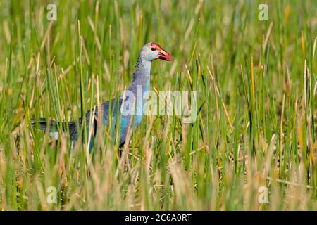 Swamphen (Porphyrio poliocephalus) a testa grigia per adulti che cammina nella palude della contea di Miami-Dade, Florida, Stati Uniti. Foto Stock