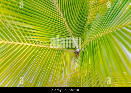 Exotic green palm fronds, lush wall of tropical leaves, shapes and textures. Sunny fresh green palm leaves Foto Stock