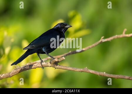 Maschio lucido Cowbird (Molothrus bonariensis) in Florida, Stati Uniti Foto Stock