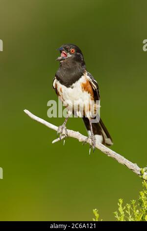 Towhee punteggiato per adulti (Pipilo maculatus) appollaiato su un torso nella contea di Los Angeles, California, negli Stati Uniti. Cantare il suo cuore Foto Stock