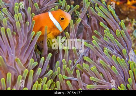 Anemonefish Blackfinned, nigripes di Amphiprion, Anemone di mare magnifico, Heteractis magnifica, barriera Corallina, Atollo di Ari del Sud, Maldive, Oceano Indiano, Asia Foto Stock