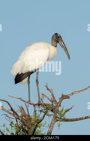 Wood Stork (Mycteria americana) nella contea di Palm Beach, Florida, Stati Uniti. Foto Stock