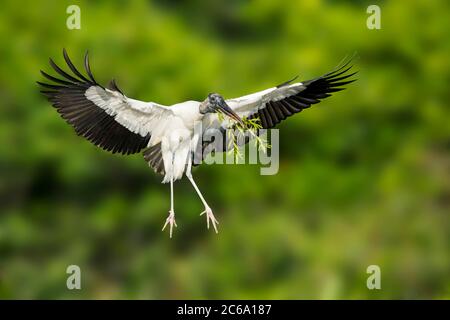 Wood Stork (Mycteria americana) nella contea di Palm Beach, Florida, Stati Uniti. Foto Stock